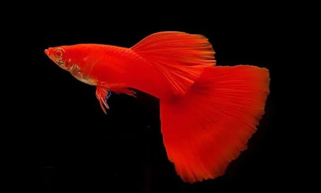 AngelHub Aquatics Boon Keng - Albino Full Red Guppy Pairs