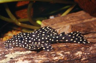 レア　Anne spore celect from pleco レア Anne spore celect from pleco Buy L029 Galaxy Pleco | AngelHub