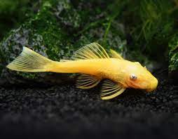 Buy L144A BLUE EYE LEMON BRISTLENOSE PLECO (ANCISTRUS SP