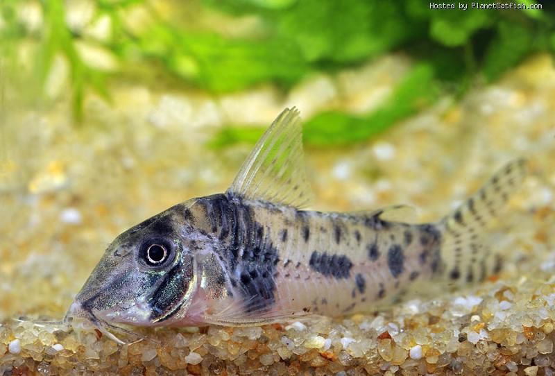 Iwarna Aquarium Pasir Ris Changi - Corydoras orcesi