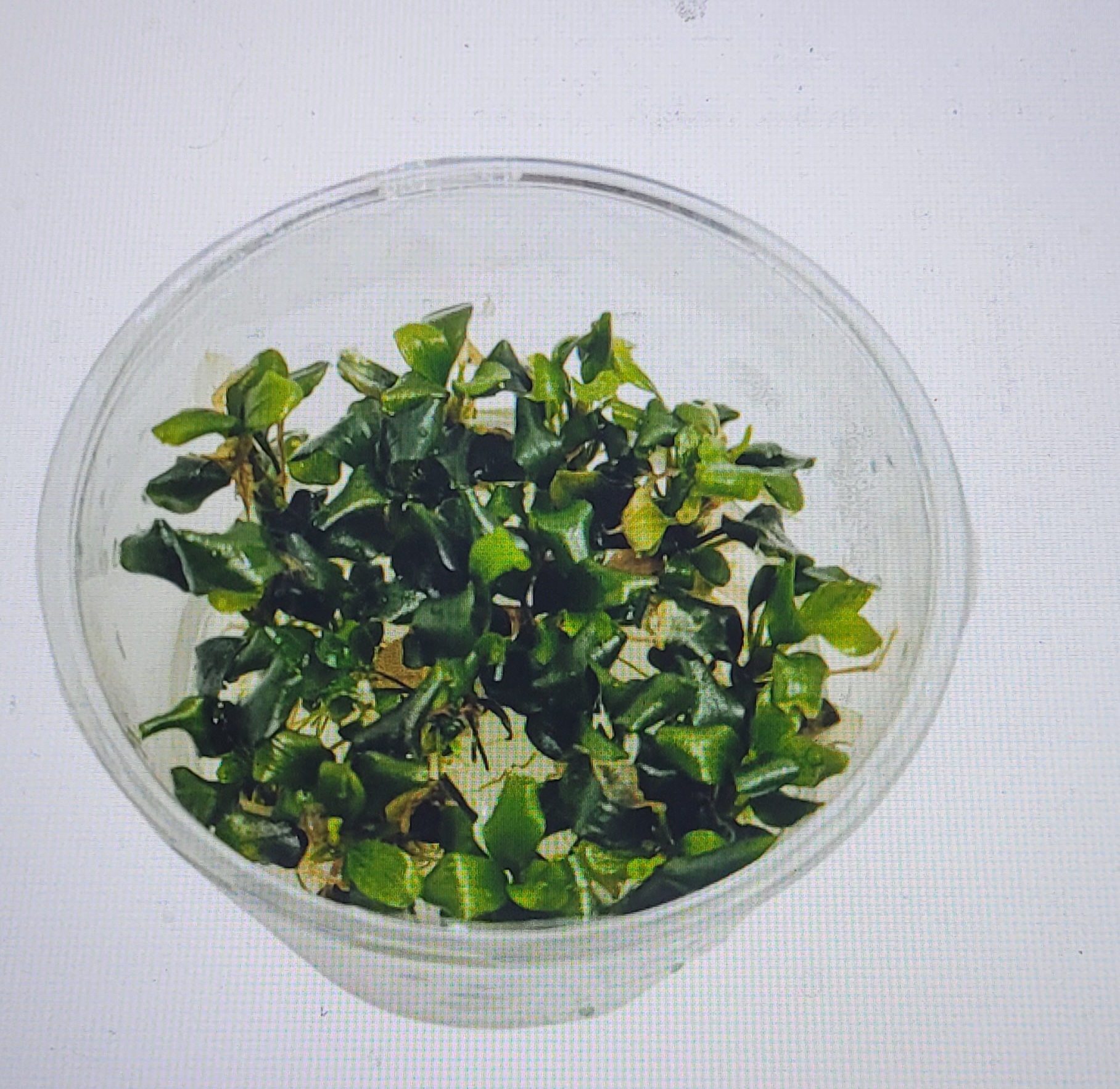 Bucephalandra sp.brownieGhost bukit biru Buy TC Bucephalandra sp