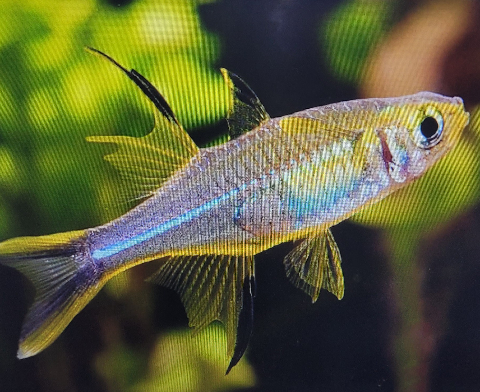 Iven Betta Bukit Timah Clementi - Celebes Rainbowfish (Marosatherina ...