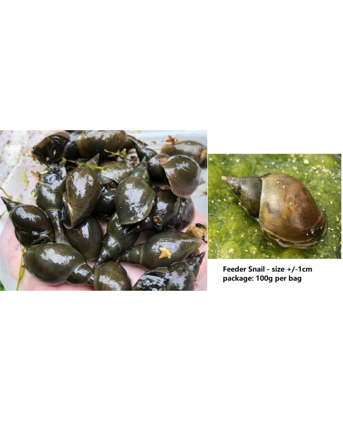 View of OTF Aquarium Pasir Ris - Live Feeder - Assorted mini snails