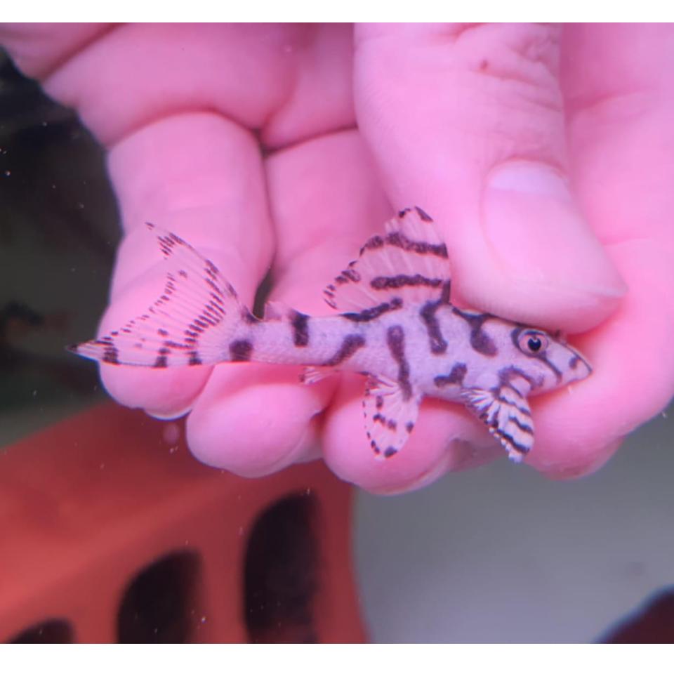 Buy L236 Cracked Zebra Pleco SUPER GRADE (4.5cm) | FishList
