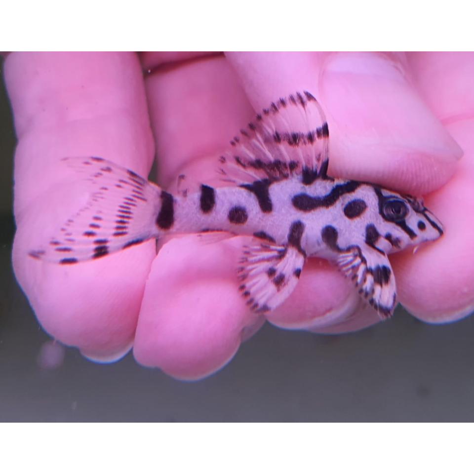 Buy L236 Cracked Zebra Pleco Super Grade! (4cm) | FishList by