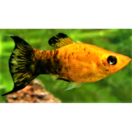 OTF Aquarium Pasir Ris - Premium Gold Panda Lyre Tail Molly