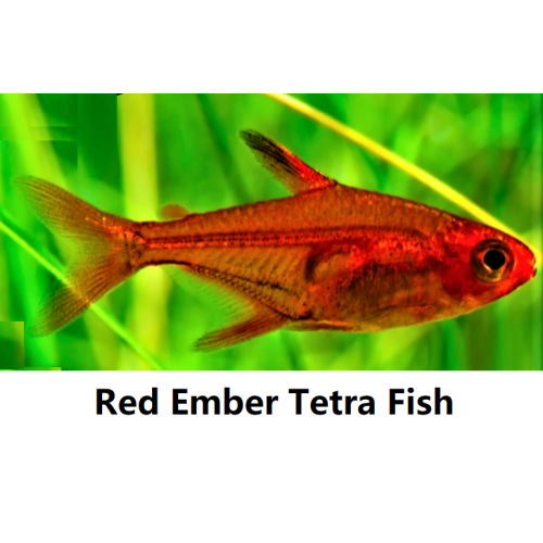 Otf Aquarium Pasir Ris - Red Ember Tetra Fish