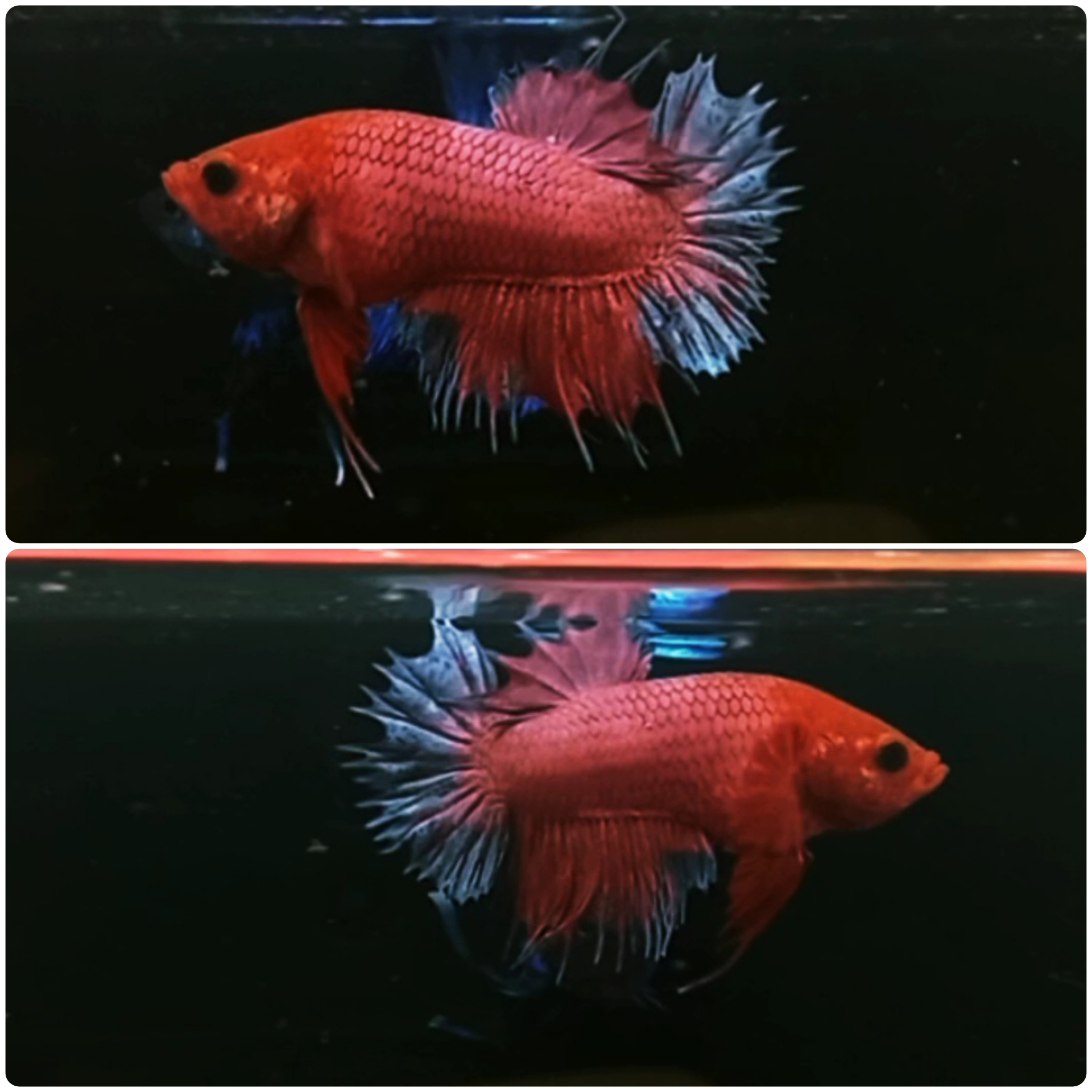 Crowntail plakat betta for hot sale sale