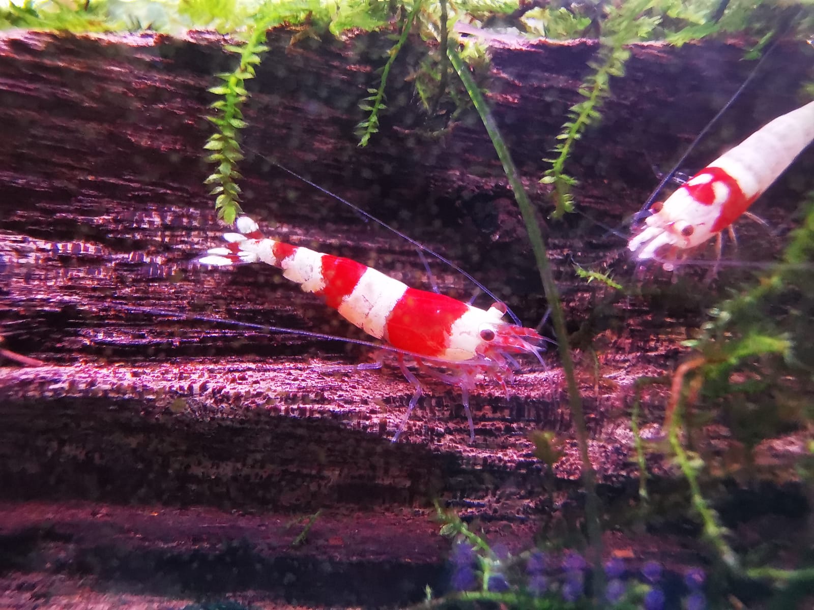 Qian Hu Jalan Lekar - Red Crystal Shrimp ( OO-2290 )