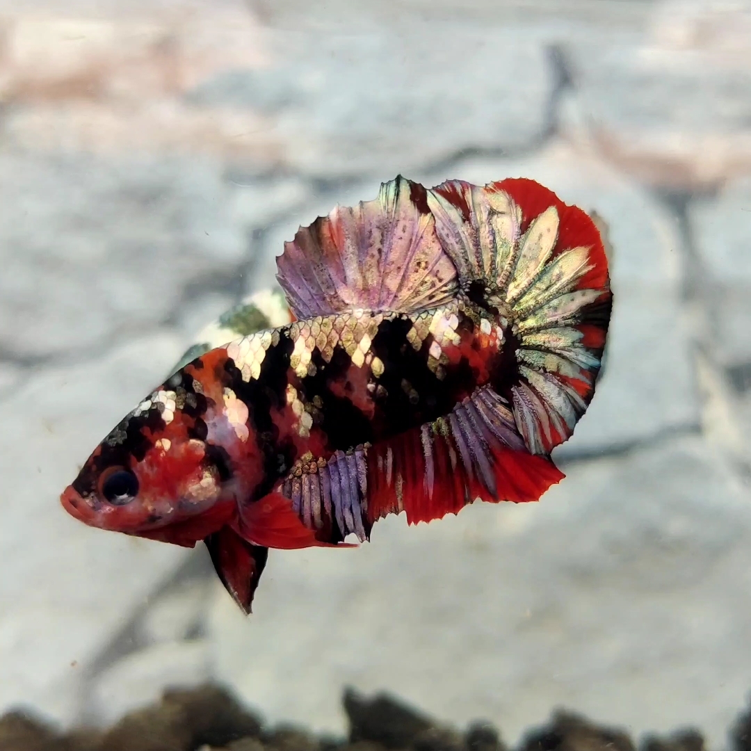 KBettafish Red Koi Copper