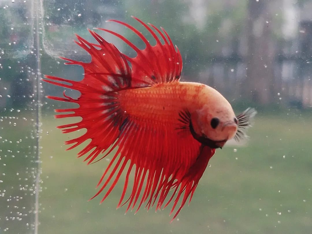 Bettafyid Crowntail Red Mascot 8428
