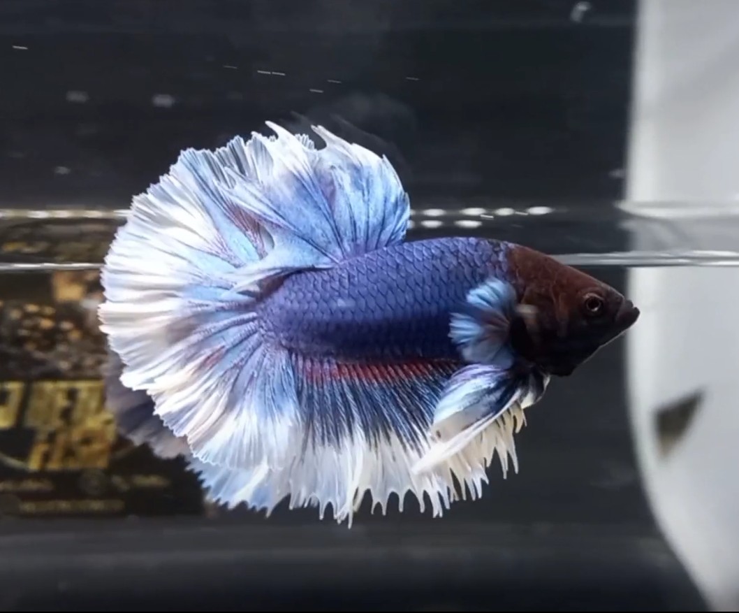 VJ Betta ID - Halfmoon Big Ear