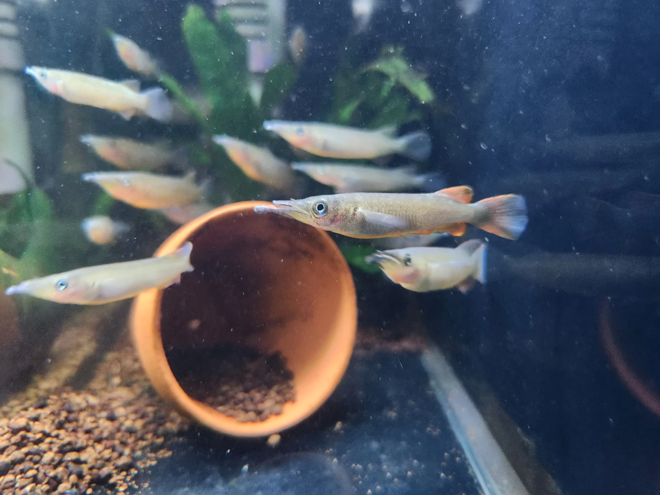 Iven Betta Bukit Timah Clementi - Celebes Halfbeak (Nomorhampus Liemi)