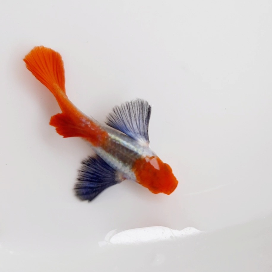 Buy Guppy Platinum Red Tail Dumbo Ear Koi, Fish & Livestock Online In  Singapore