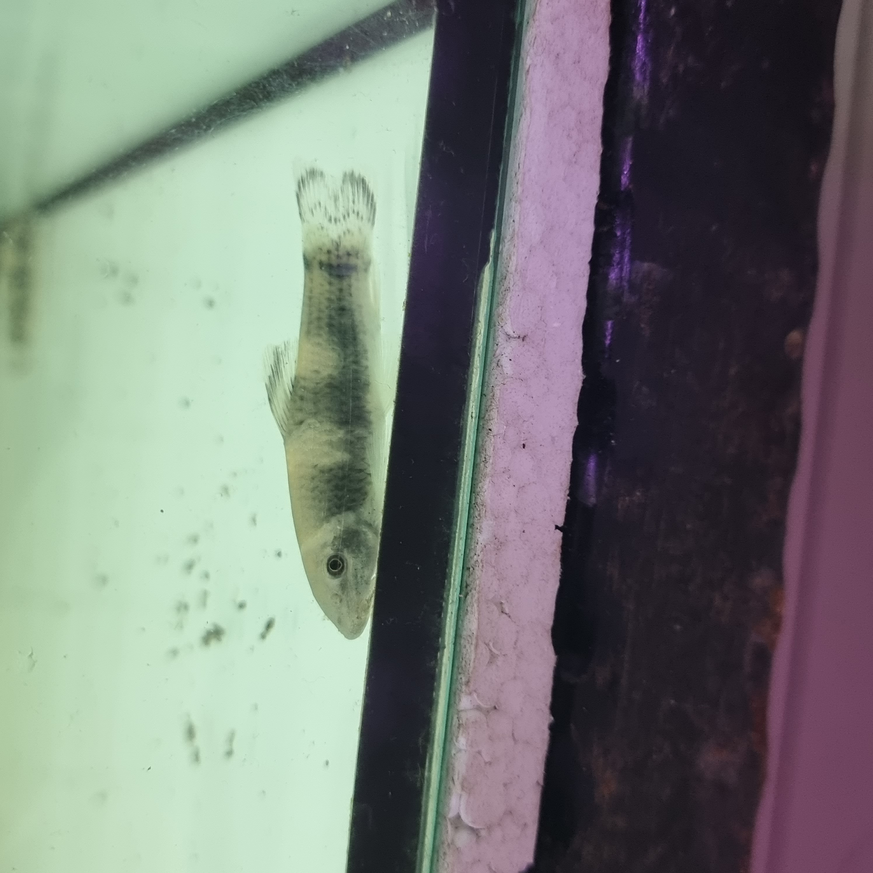 One Stop Aquarium Toa Payoh Panda Garra