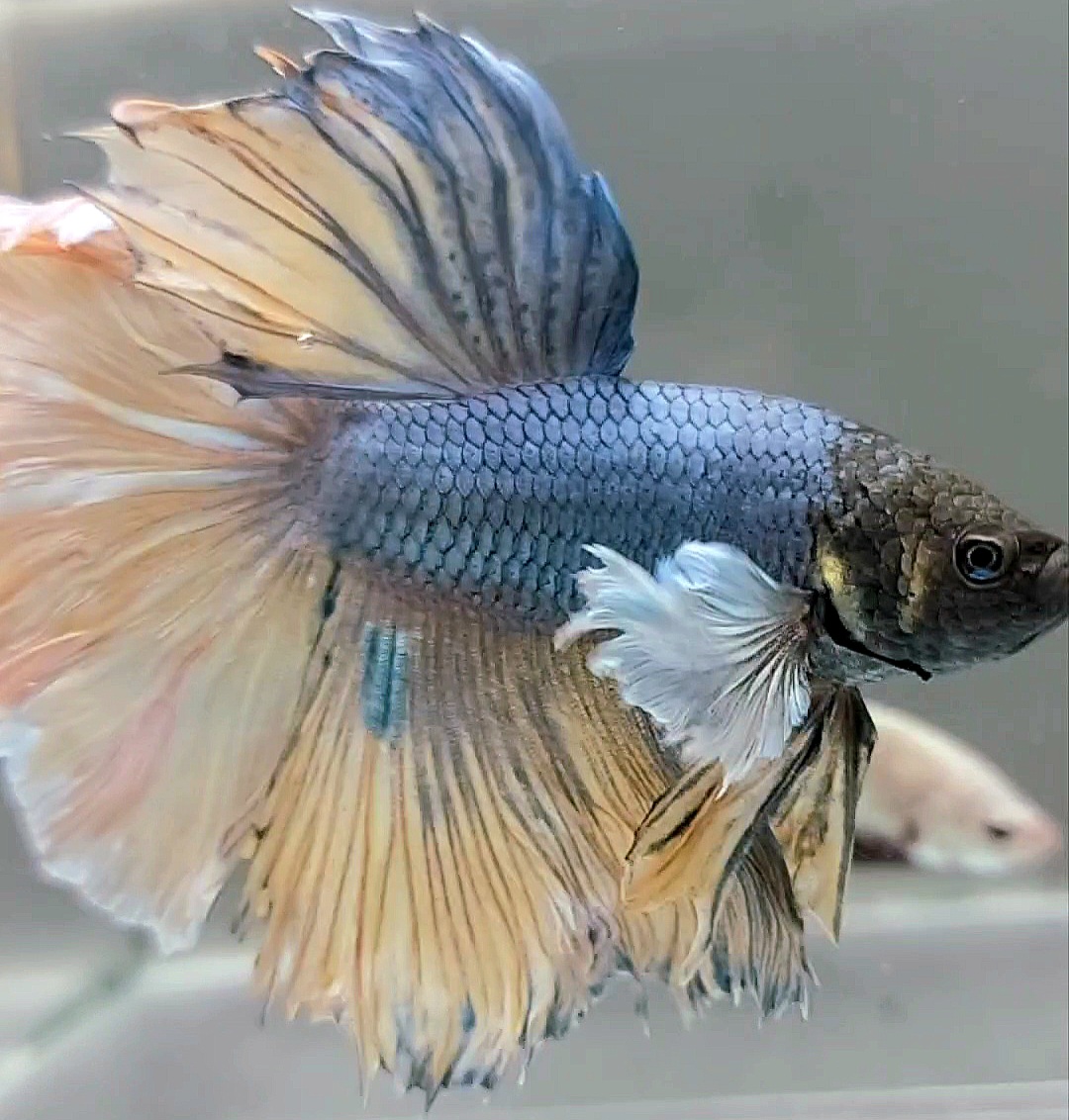 Buy HALFMOON DUMBO EAR ROSETAIL BLUE MUSTARD GAS TOP BETTA FISH - Main Image