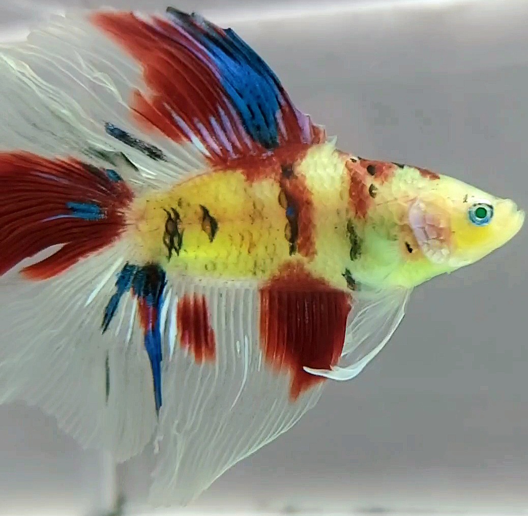 Buy HALFMOON DOUBLE TAIL NEON GLOFISH HULK RED KOI MULTICOLOR RARE BETTA FISH Koleksi Cupang Bandung from Largest Online Aquarium Fish Store In Singapore