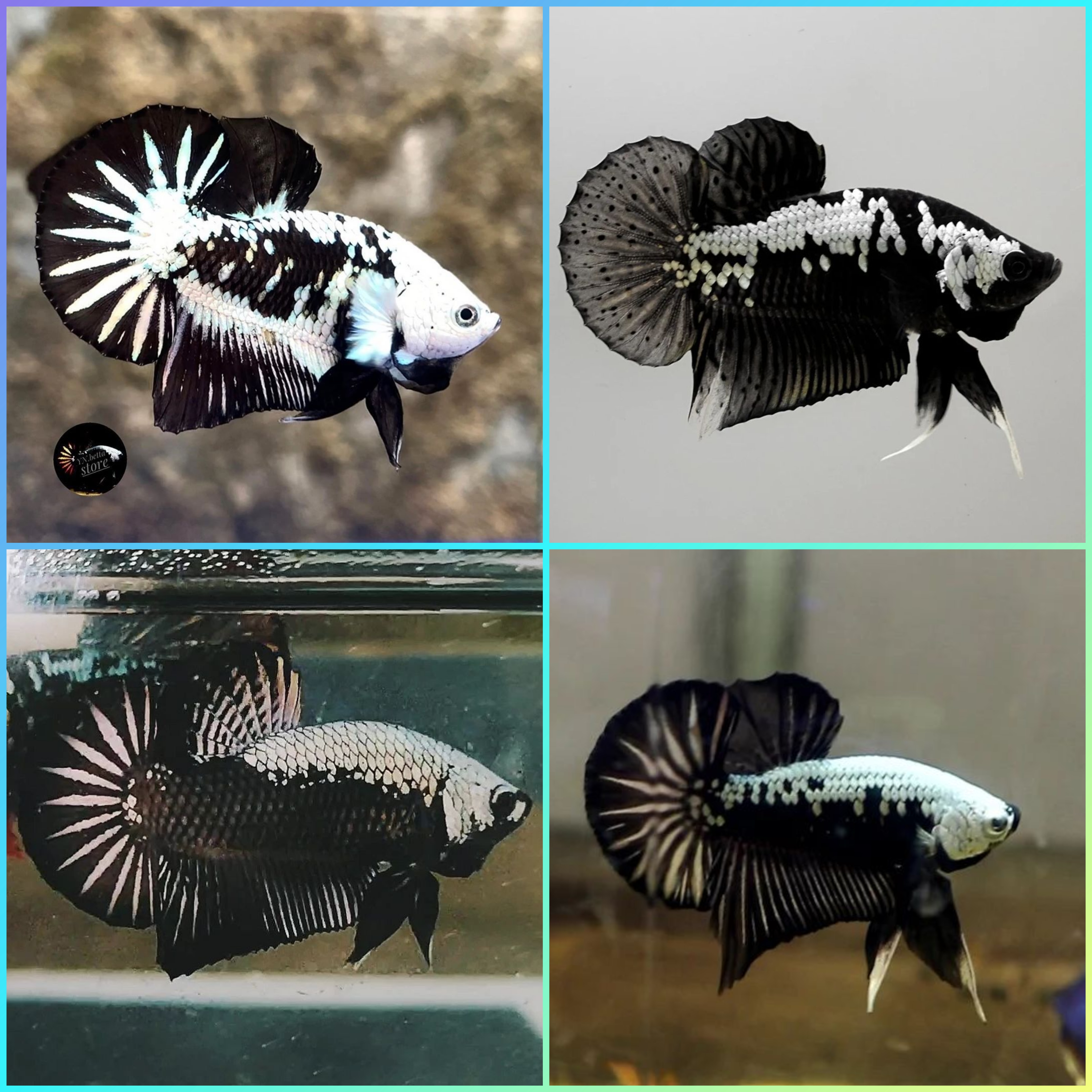 Buy Betta black samurai  mamba snow | Rainbow fish collection from Largest  Online Aquarium Fish Store In Singapore