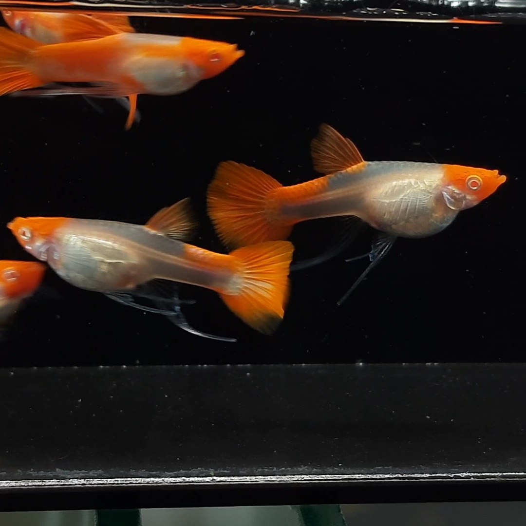 Lelang Guppy Indramayu - Albino Koi Ribbon