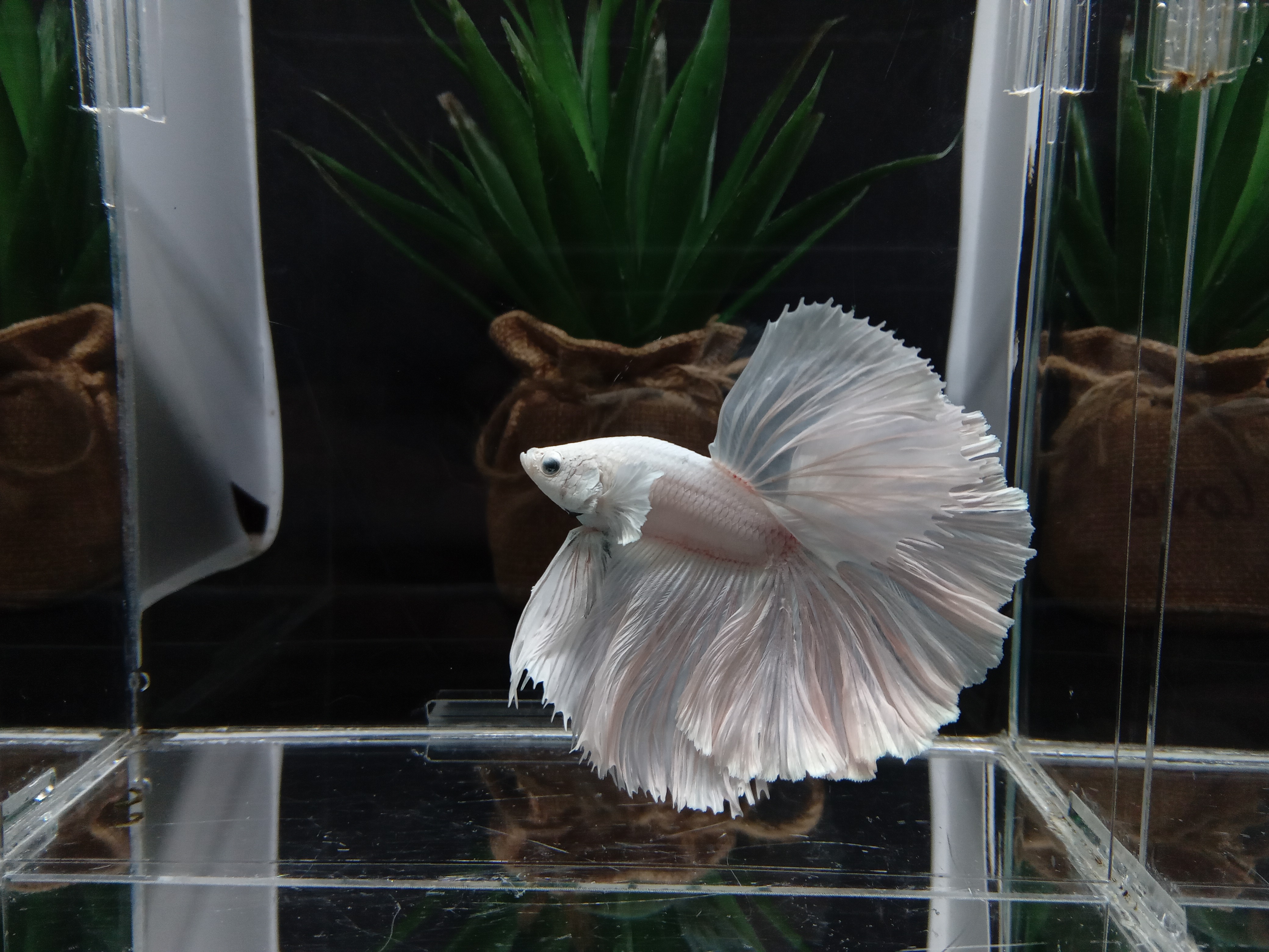 Buy OHM ROSETAIL WHITE PEGASUS Zain Betta from Largest Online