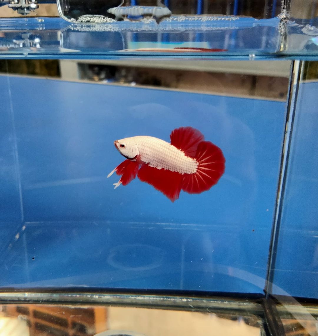 rainbow-fish-collection-betta-male-red-dragon-bicolor-limited
