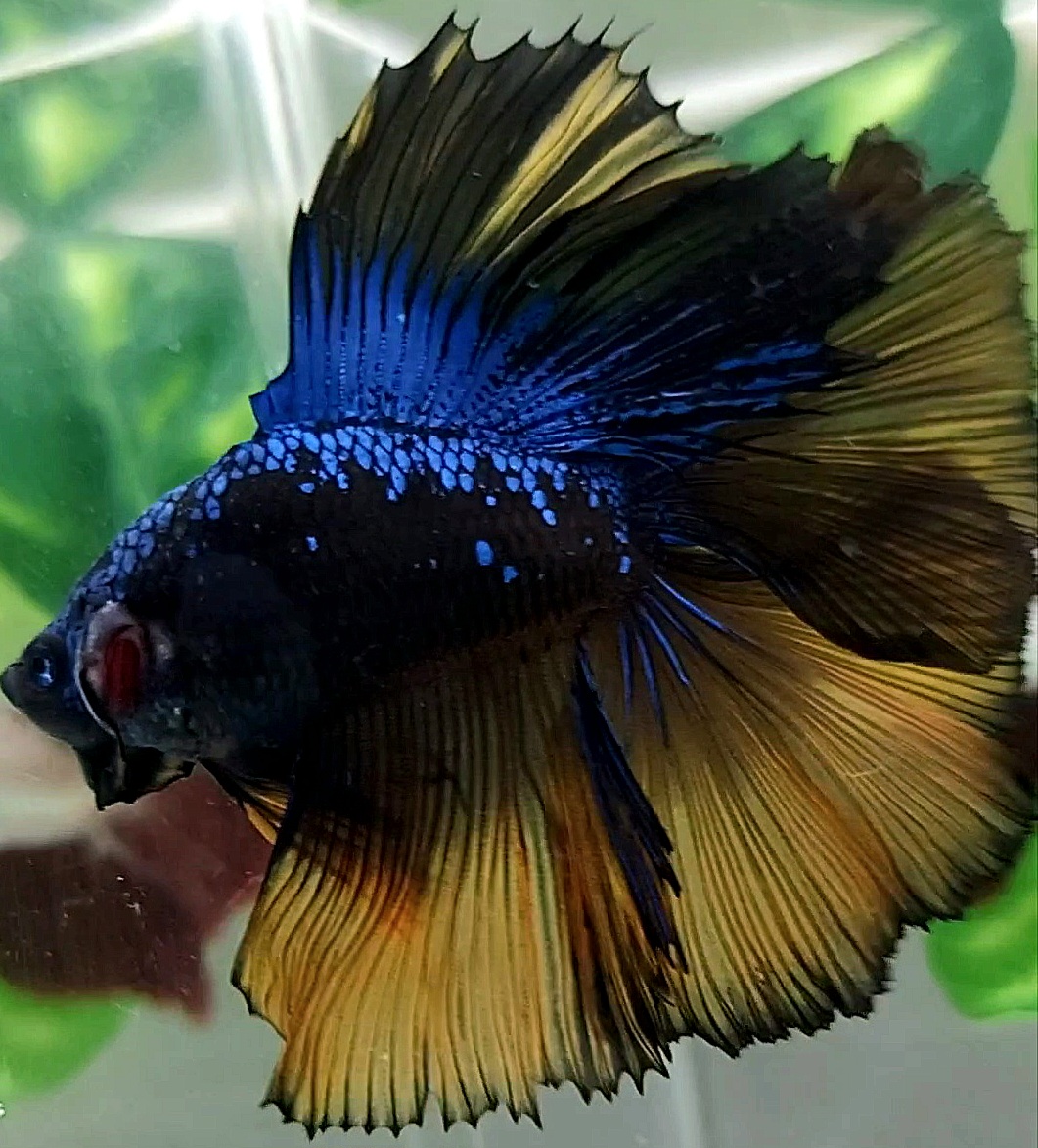 Koleksi Cupang Bandung HALFMOON OVER DOUBLE TAIL ROSETAIL BLACK GALAXY AVATAR MUSTARD GAS RARE