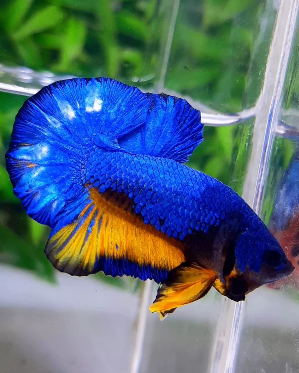 Buy Betta plakat mustard gas Rainbow fish collection from