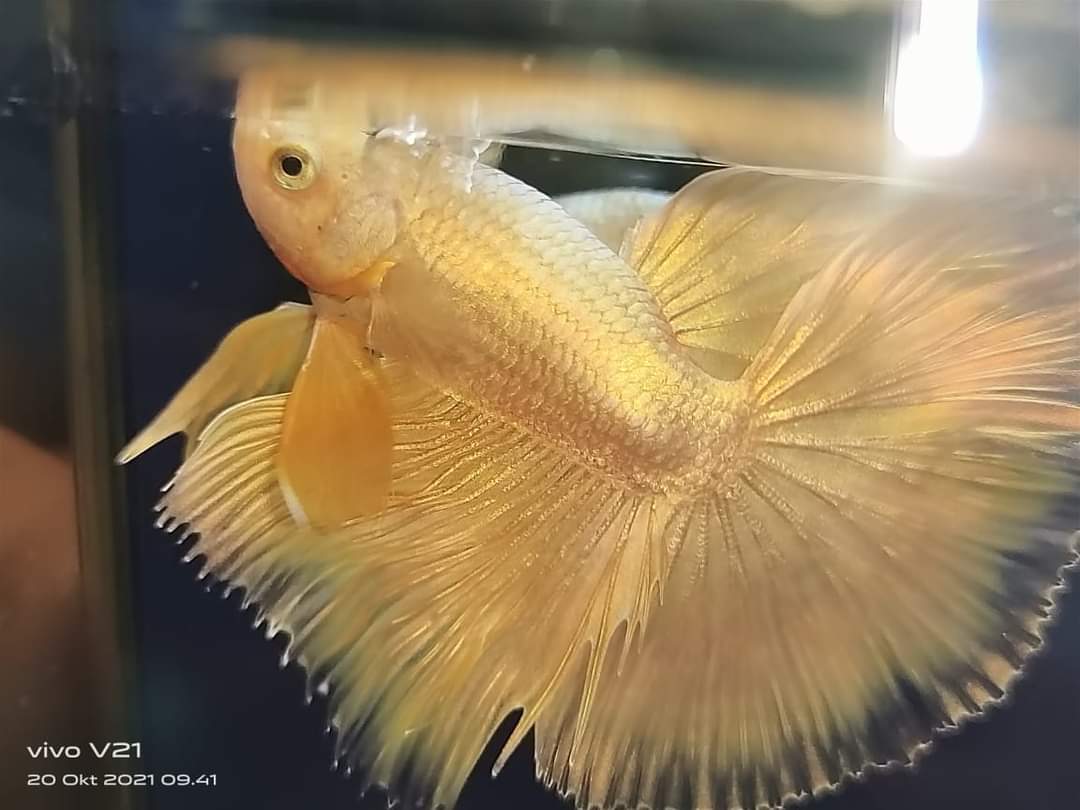 Buy Betta halfmoon super gold 24k Rainbow fish collection from