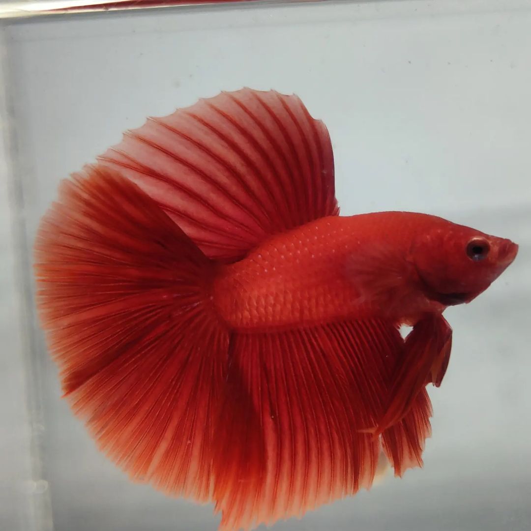 Strawberry betta best sale for sale