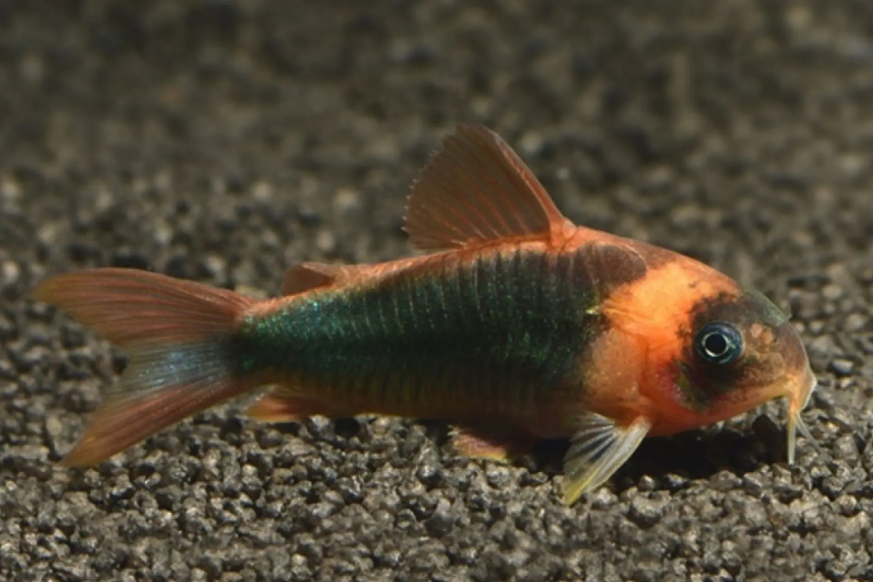 Fish Bazaar Pasir Ris - Orange Venezuela Corydoras