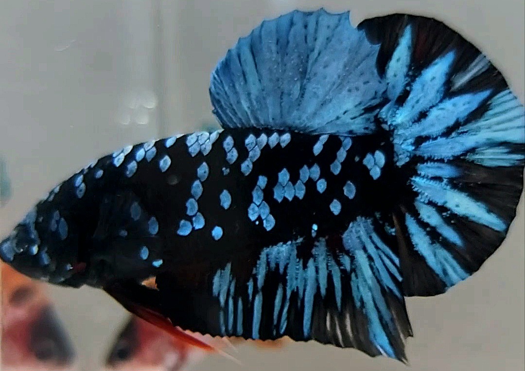 Buy PLAKAT BLUE BLACK STAR GALAXY AVATAR SUPER RARE BETTA FISH