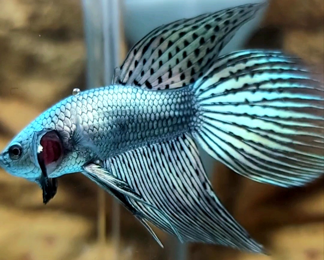 Buy LONGFIN COPPER ALIEN DELTA WILD BETTA HYBRID SUPER RARE BETTA