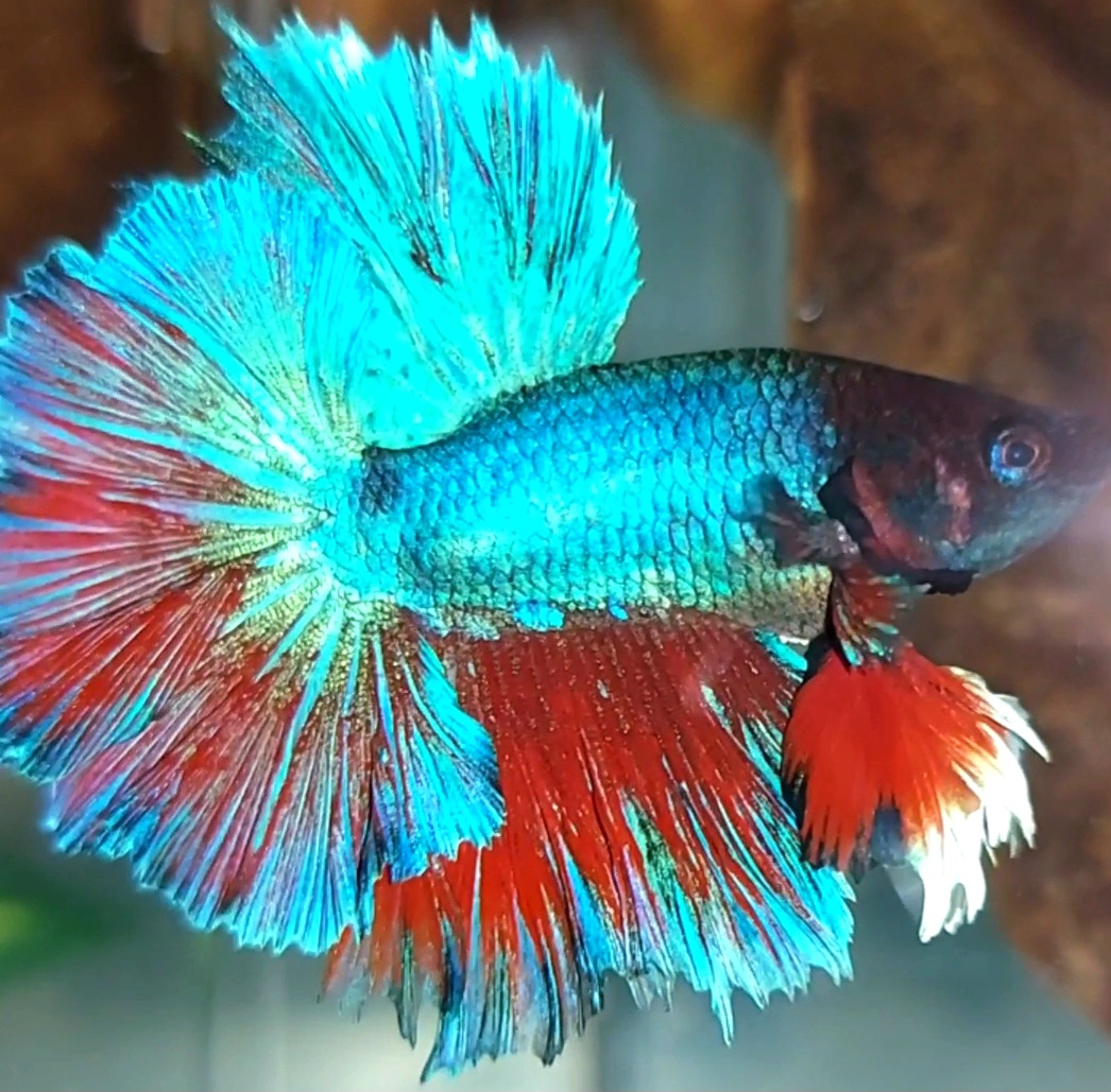 Koleksi Cupang Bandung - KING ROSETAIL HALFMOON BLUE TURQUOISE RARE ...