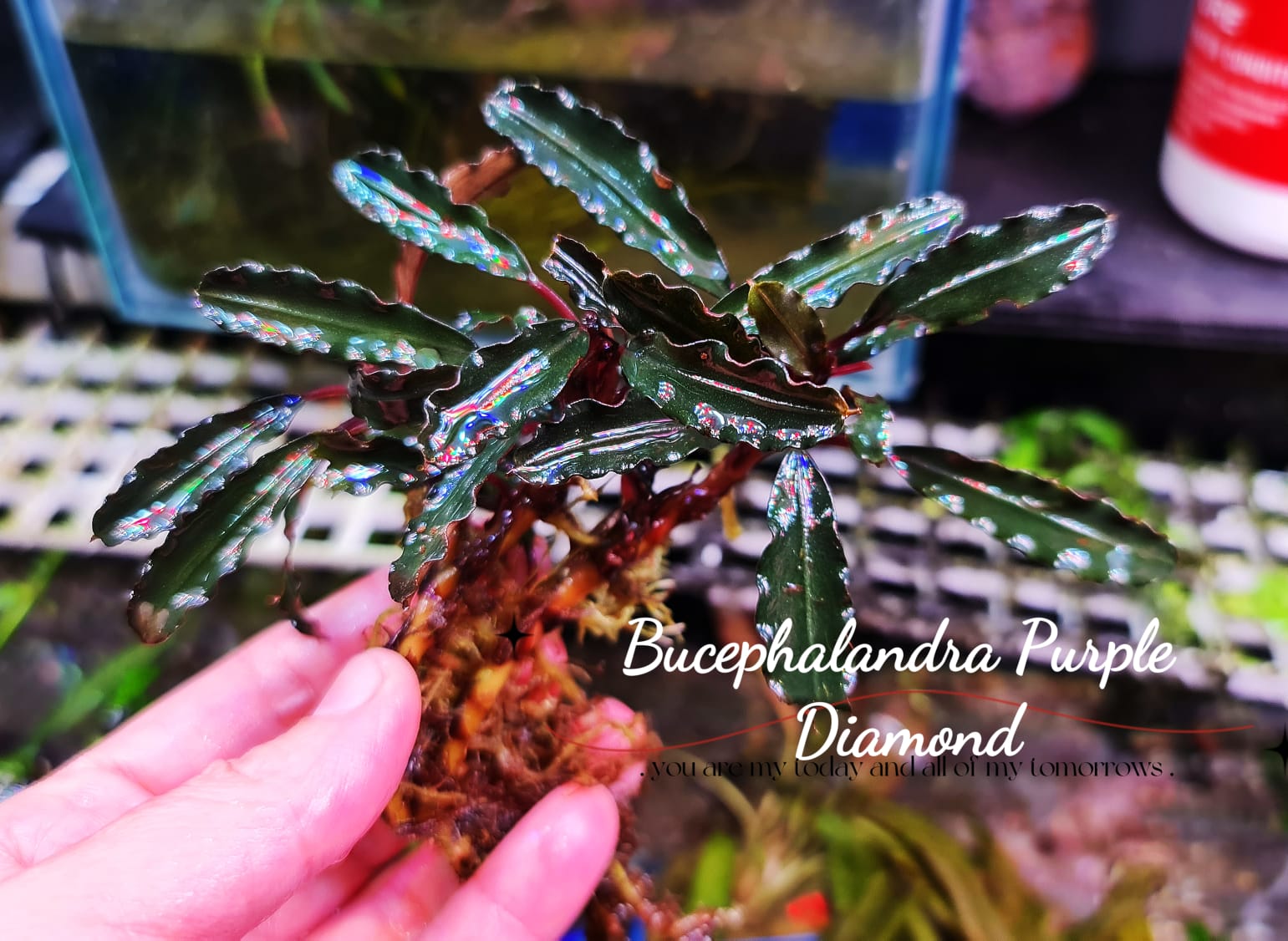 Buy Bucephalandra Purple Diamond (per rhyzome) | The 181 Aquarium