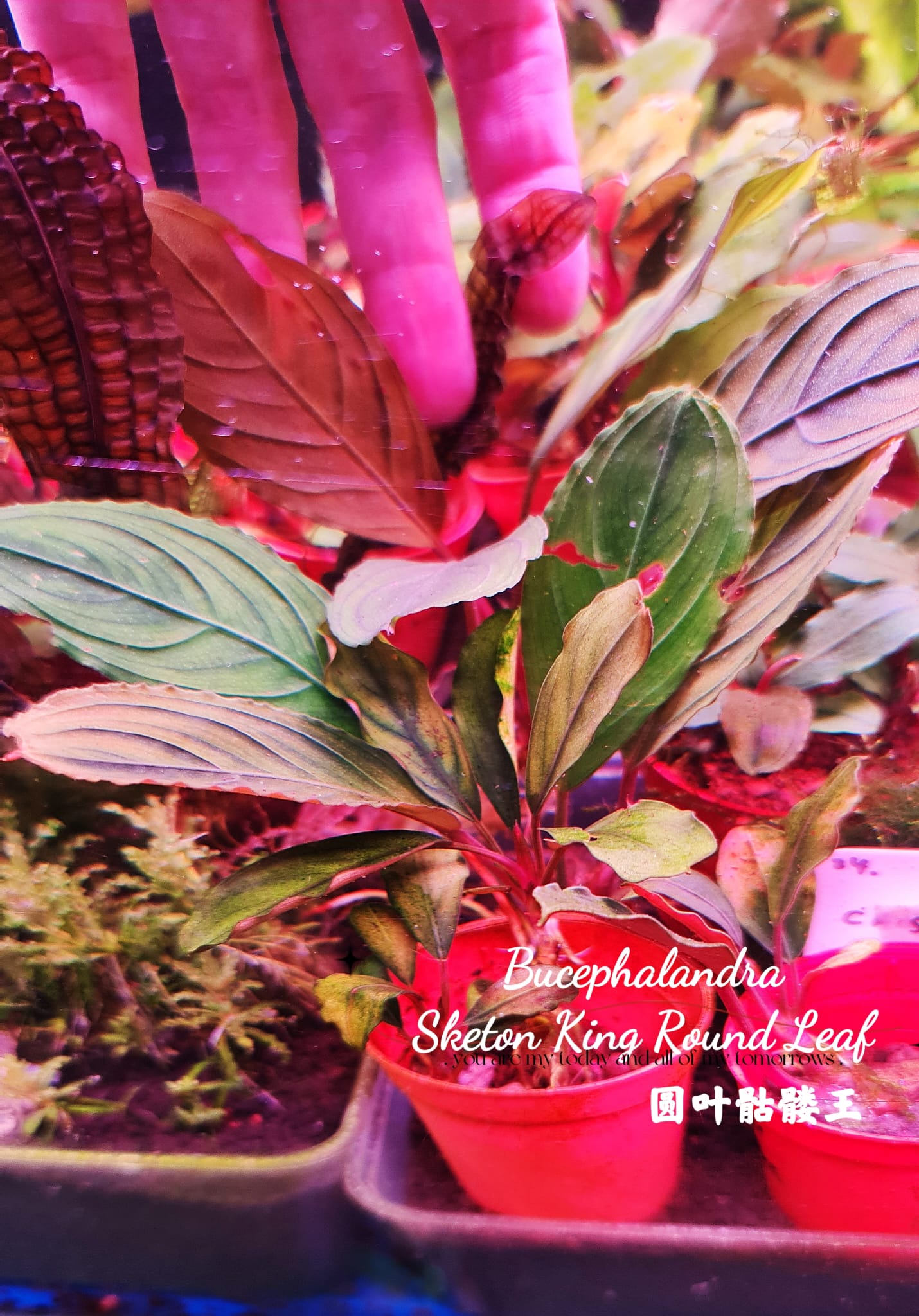 Buy Bucephalandra Skeleton King Round Leaf | The 181