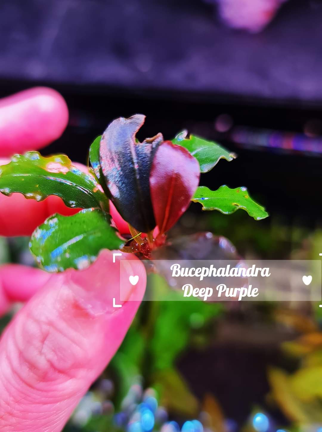 Bucephalandra sp.Deep purple【AZ1011-XX】