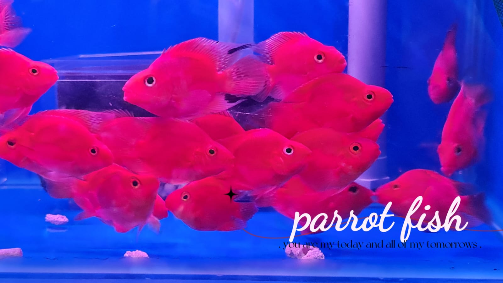 pictures of parrot fish in water