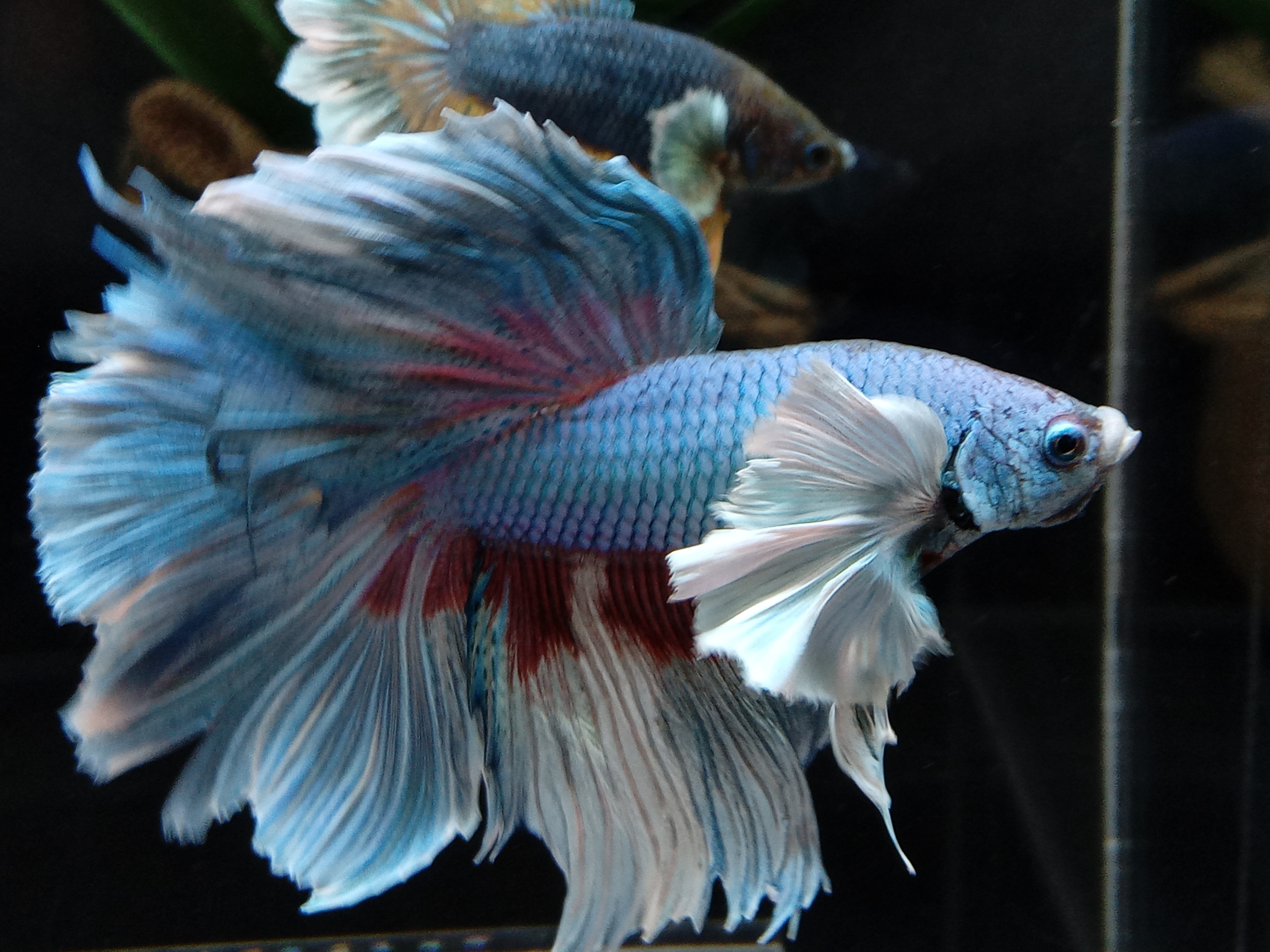 Dumbo rosetail betta fashion for