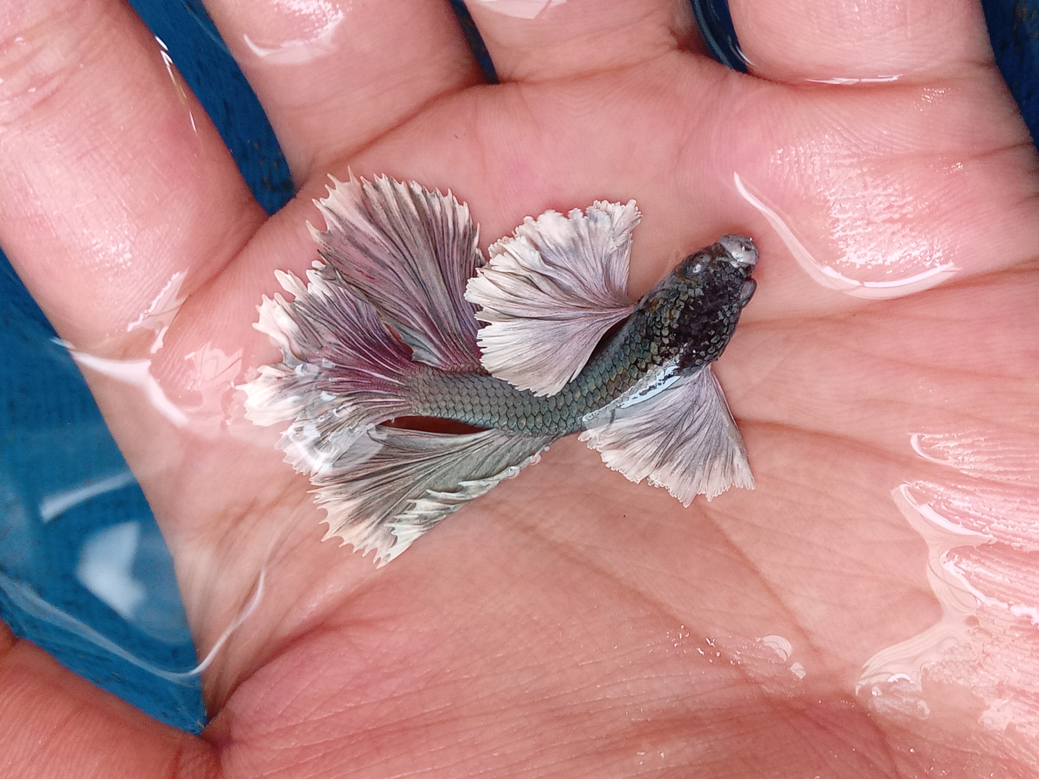 Buy Dumbo Ear Halfmoon Feather Copper Betta Fish Zain Betta from