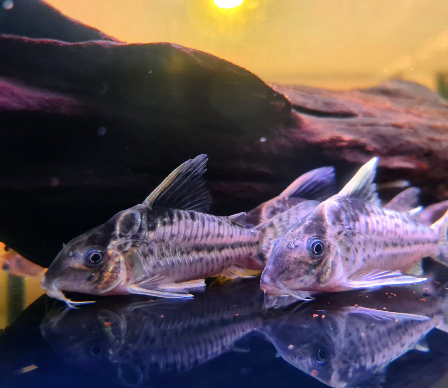 Iven Betta Bukit Timah Clementi Corydoras Robustus