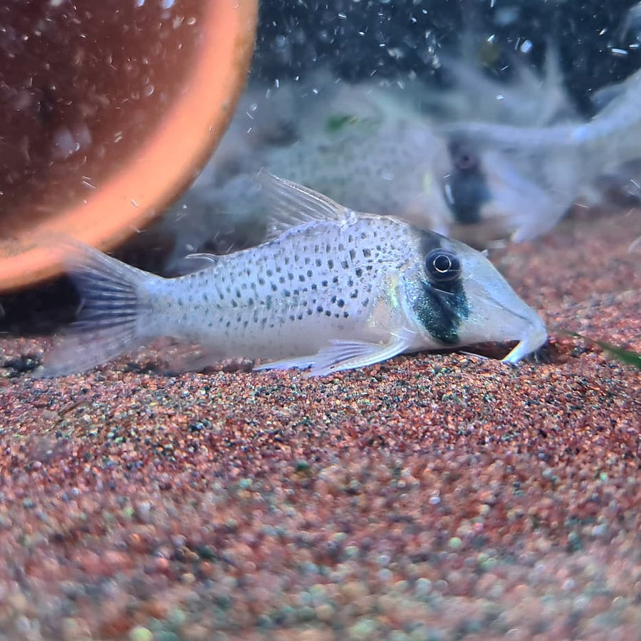 Iven Betta Bukit Timah Clementi Corydoras sp. C053