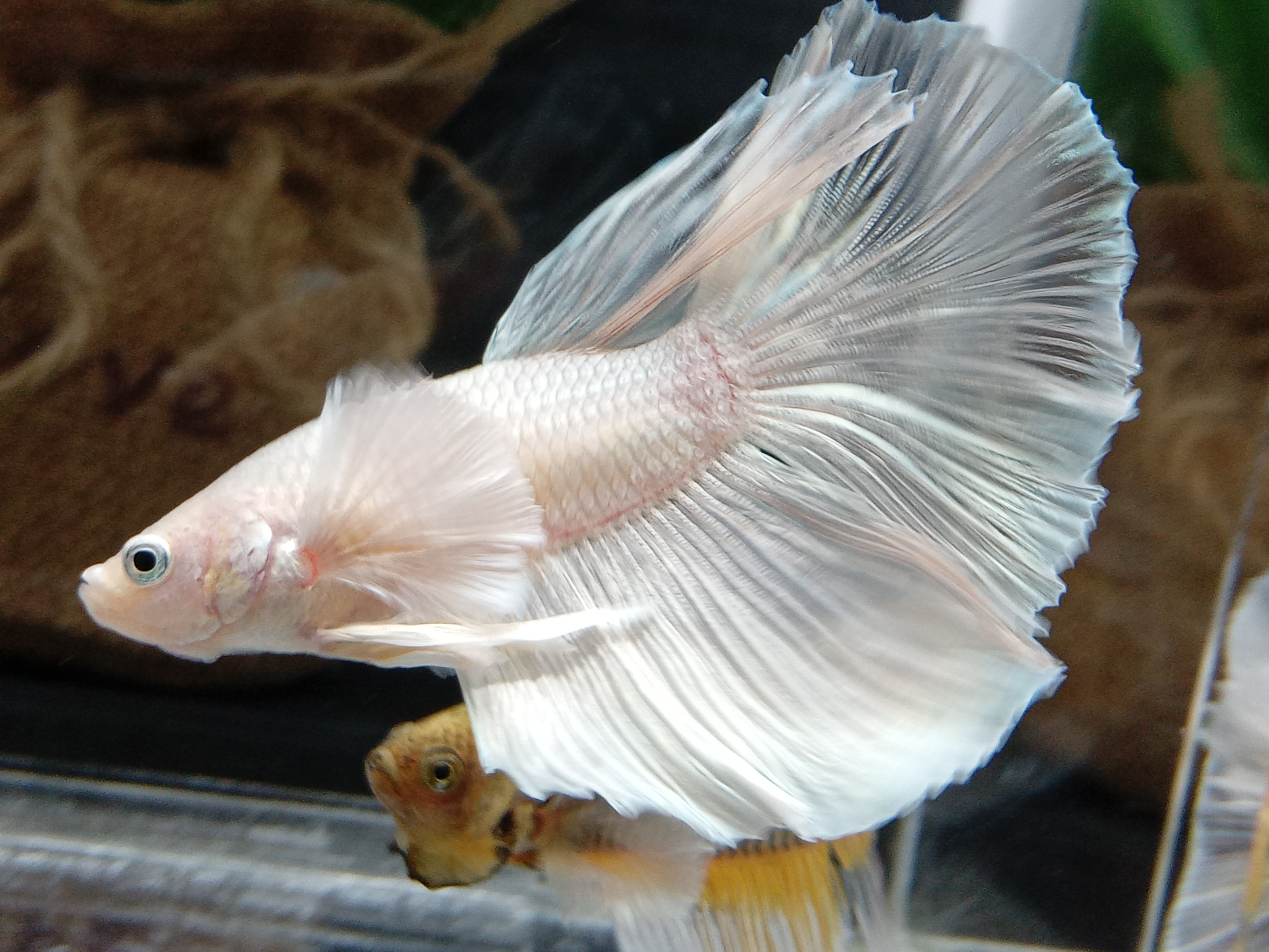 Buy Halfmoon Dumbo Ear White Metalic Betta Fish | Zain Betta