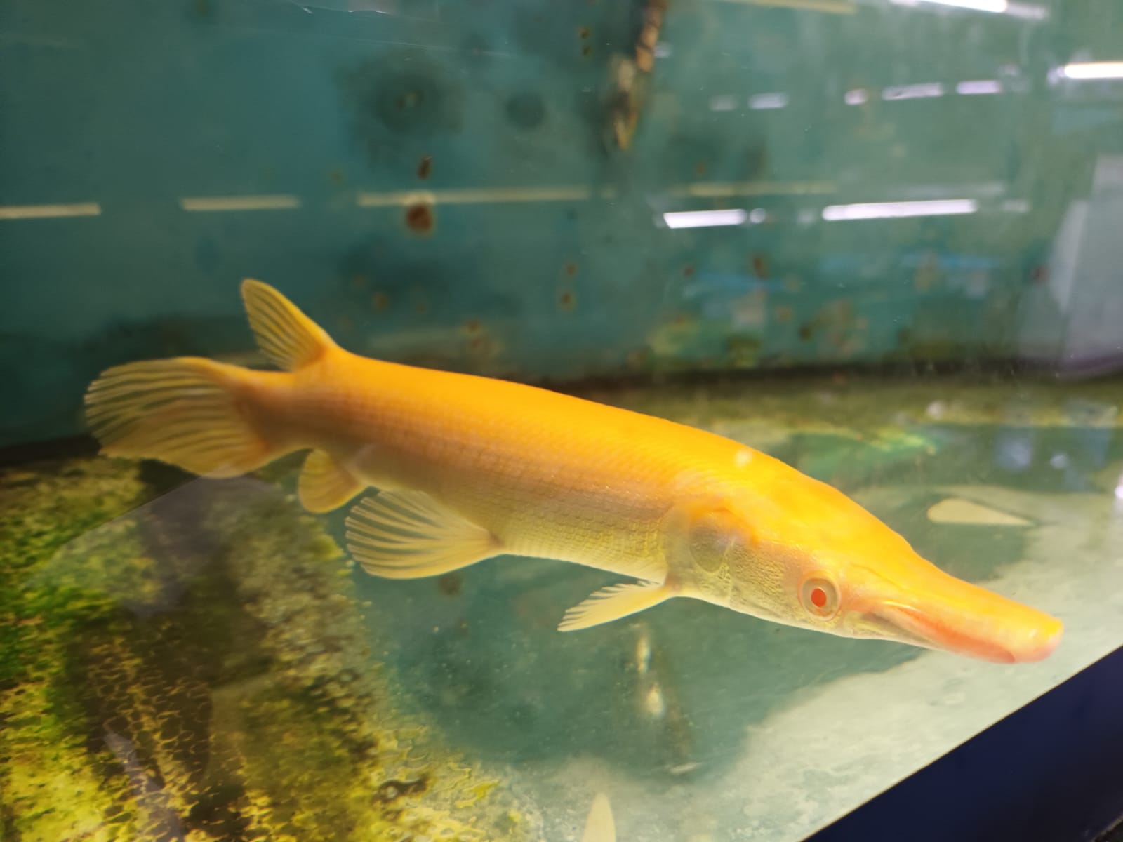 Albino Dragon Fin Fish