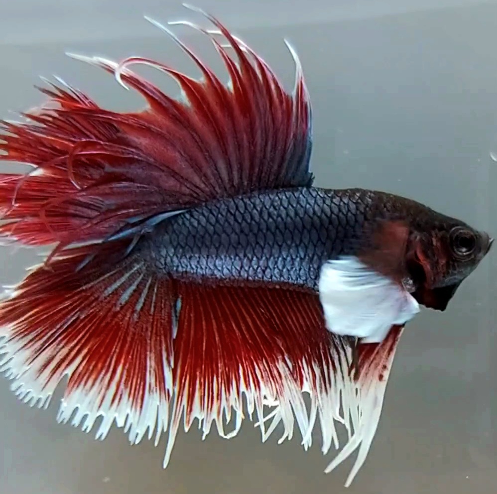 Koleksi Cupang Bandung - CROWNTAIL DUMBO EAR DOUBLE TAIL DARK PURPLE ...