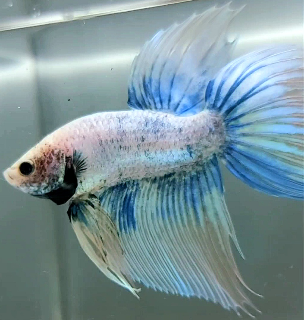 Koleksi Cupang Bandung - VEILTAIL DELTA BLUE GRIZZLE YELLOW TOP BETTA FISH