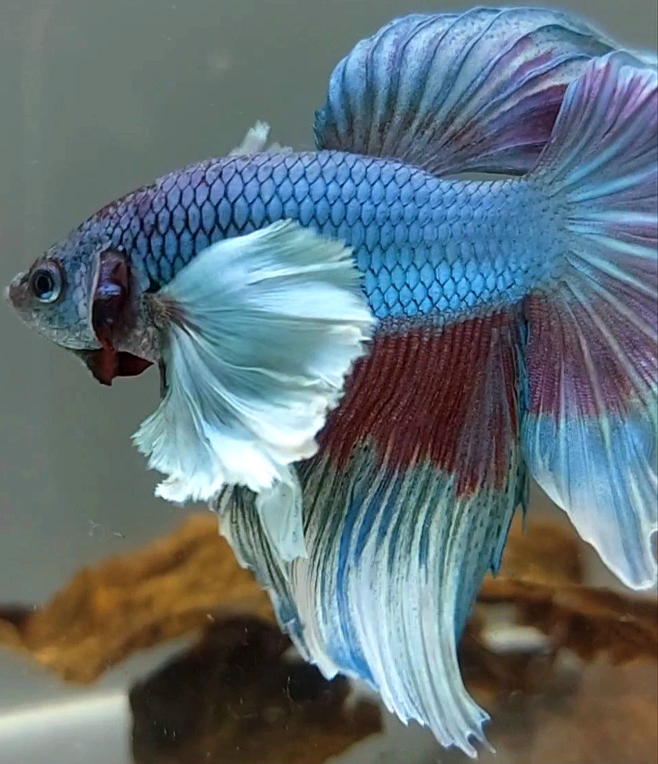 turquoise female betta