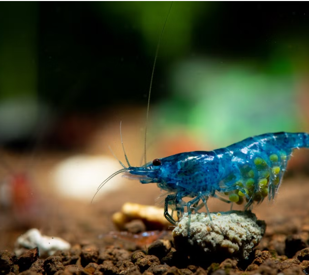 Ace Aquatics - Royal blue shrimp