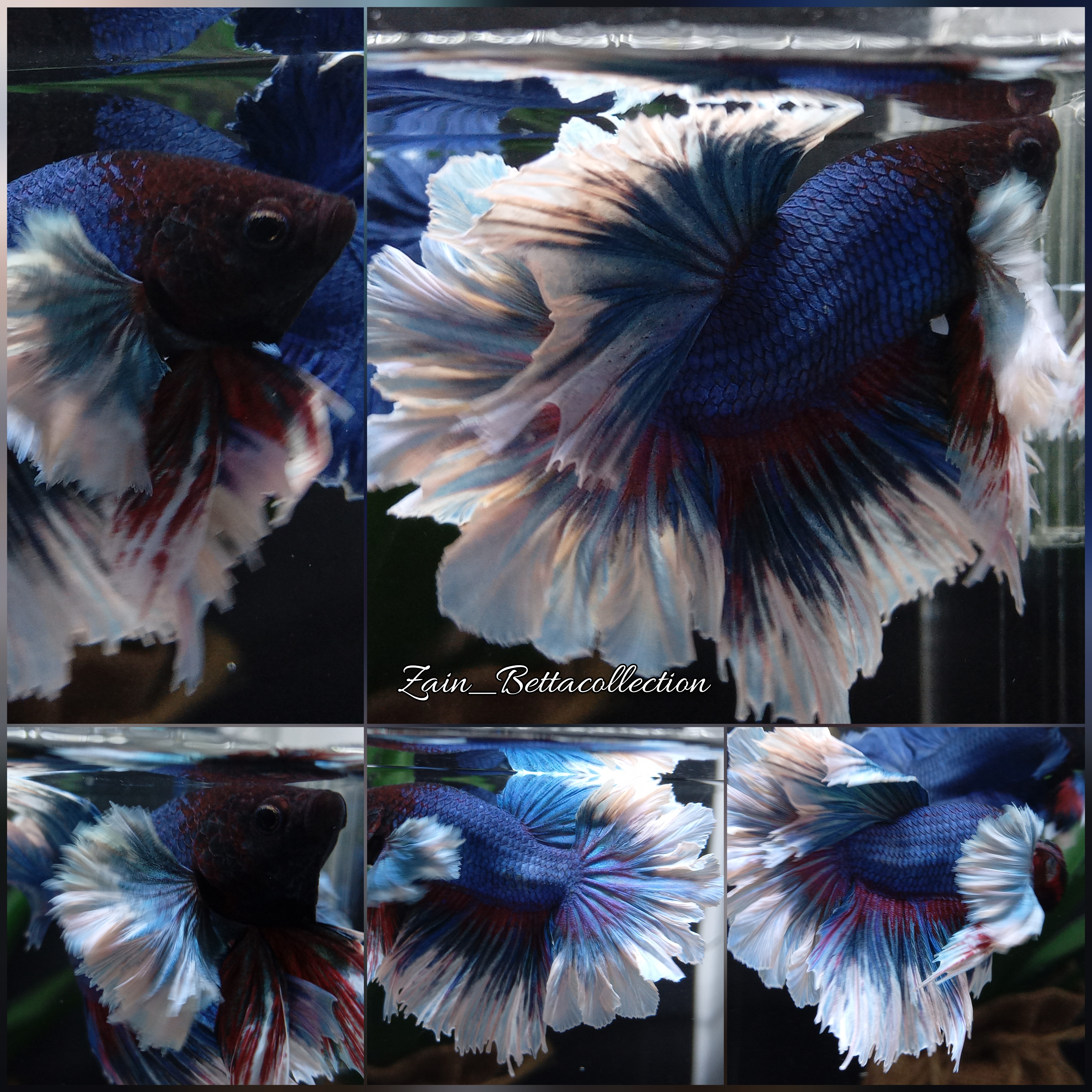 Buy Halfmoon Feathertail Rose Dumbo Ear Betta Fish Zain Betta