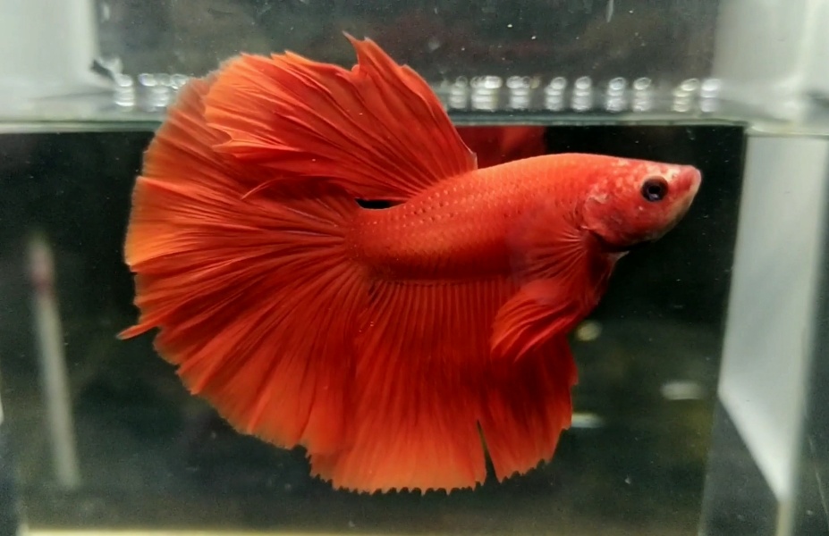 zay bettafish - Halfmoon red