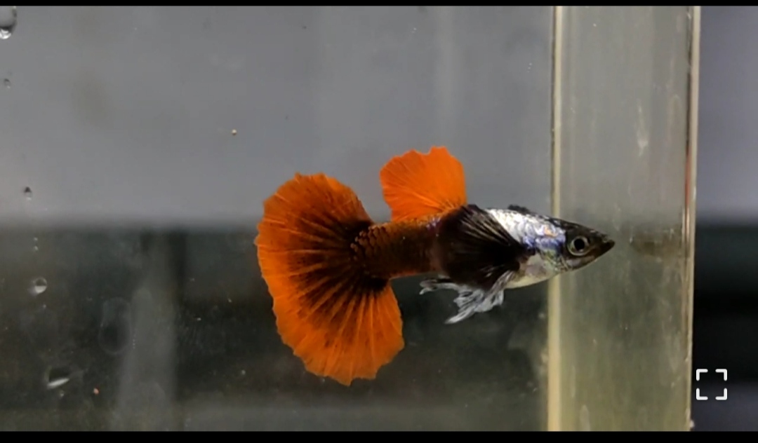 Guppy, Cobra orange, 4-4,5cm